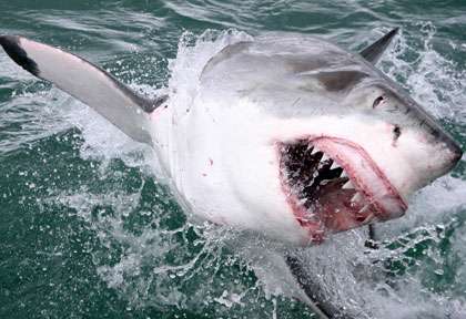 Requin blanc sort la tête de l'eau