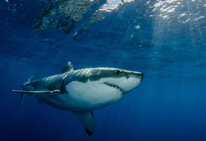 Requin blanc au Mexique à Guadalupe