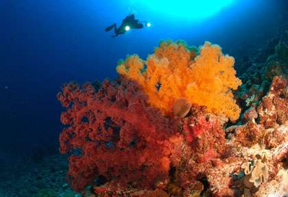 Corail mou en Australie