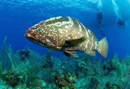 Mérou Iles Cayman