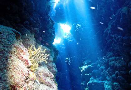 Récif de corail en plongée avec Seafari