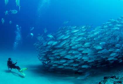 Faune sous-marine mer de cortez