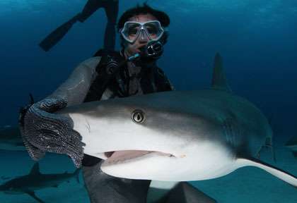 Shark Alley aux Bahamas