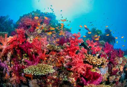 Les coraux mous de Taveuni