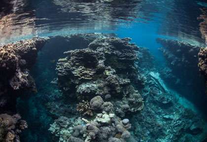 Plongée aux Iles Salomon