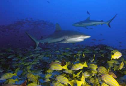 Requins gris à Bora Bora