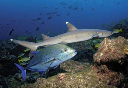 Requin de récif à Bora Bora