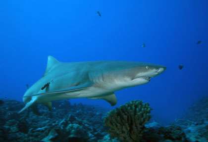 Requin citron à Bora Bora