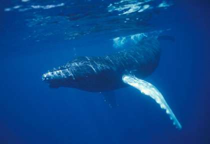 Baleine à bosse Turks Caicos