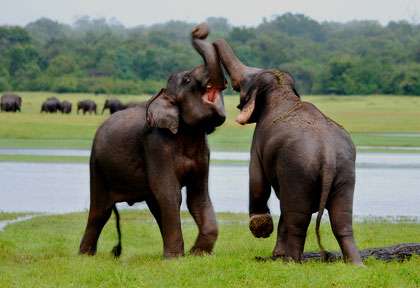 Parc national d'Uda Walawe - Sri Lanka