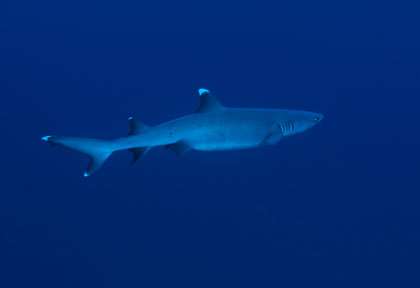 Requin des Maldives