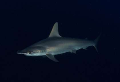 Requin-marteau à Deadalus Reef
