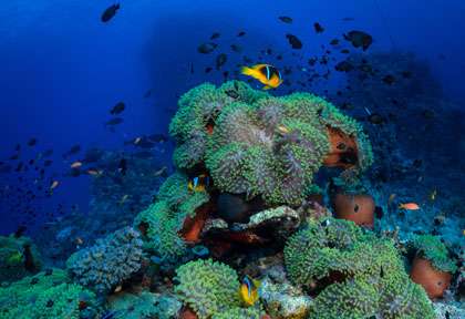 plongée St Johns Reef