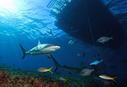 Requin gris aux Bahamas