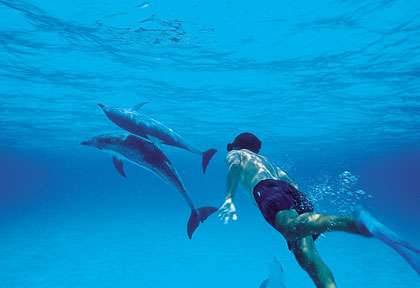 Les dauphins de Bimini