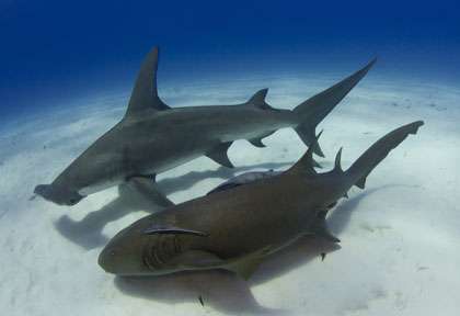 Les requins de Bimini