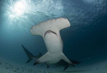 Requin marteau à Bimini