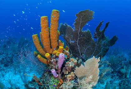 Plongée au Belize © Turneffe Island Resort