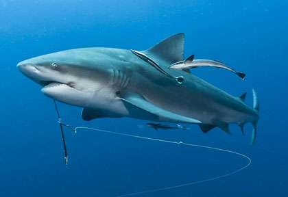 Requin Bouledoque en Afrique du Sud