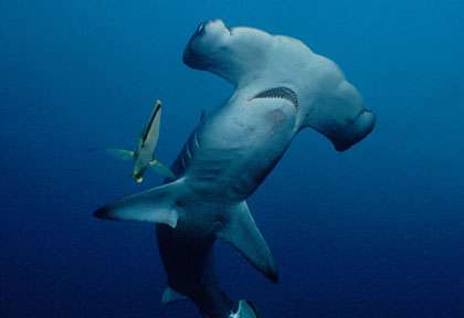 Requin marteau île coco