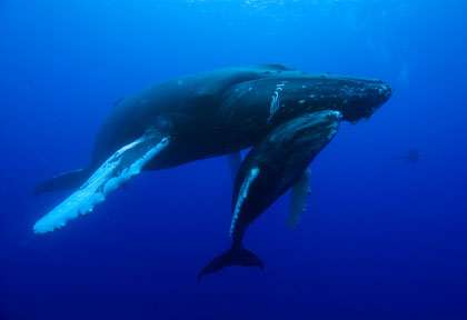 Baleine à bosse à Roca Partida