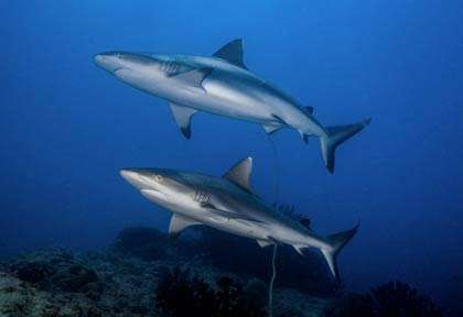 Plongée requins au Mozambique