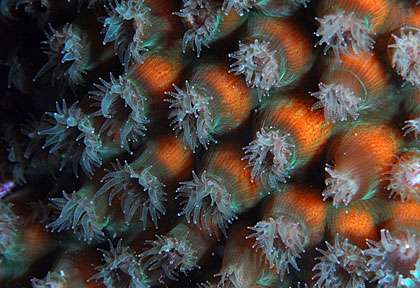 espèces sous-marines Iles vierges britanniques