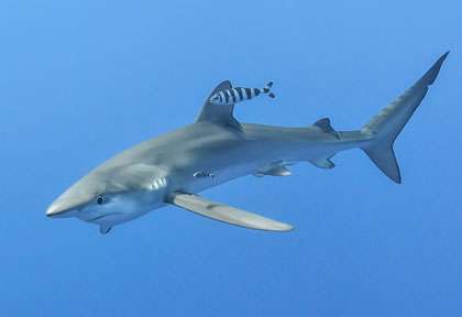 Requin bleu à Faial sur le site de condor