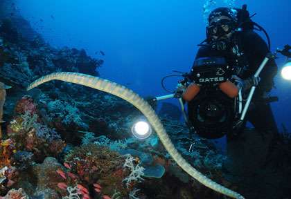 Serpent de mer en plongée dans les moluques