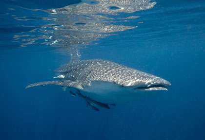 Requin baleine à Oman