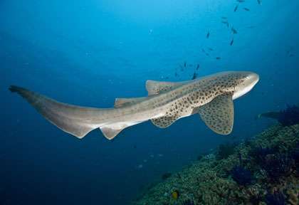 Requin léopard à Oman