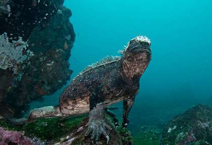 Iguane en plongée aux Galapagos