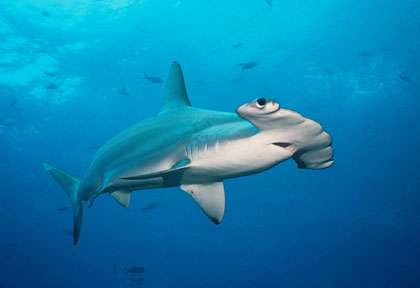 Requin-marteau des Galapagos