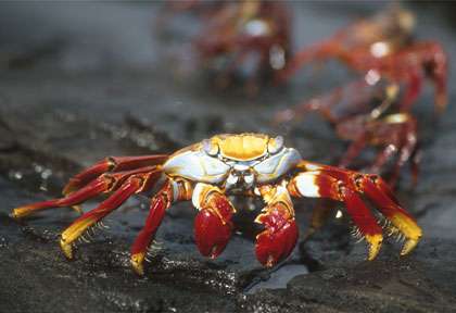 Crabe Rouge aux Galapagos