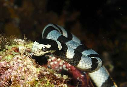 serpent de mer en mer de banda dans les Moluques