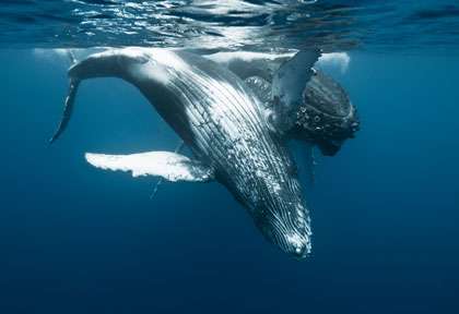 Baleine à bosse à la Réunion