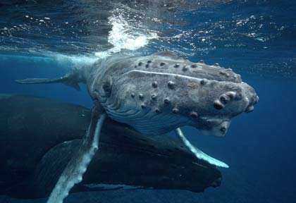Baleine à bosse à Tahiti