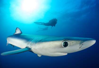 Requin peau bleue en Afrique du Sud