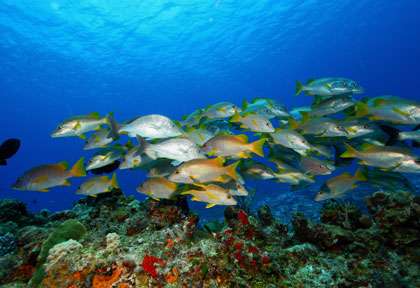 Faune sous-marine du Yucatan
