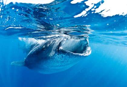 Requin-baleine à Isla Mujeres