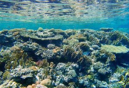 Plongée sur Jackson Reef à Tiran