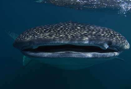 requin-baleine à Djibouti