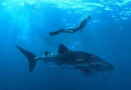 Requin baleine en Thailande