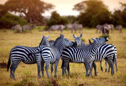 Zebres du Ngorongoro en Tanzanie