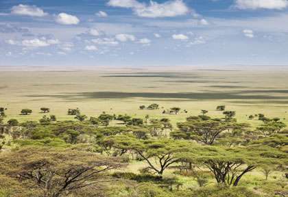 Serengeti en Tanzanie © Shutterstock - Mdd