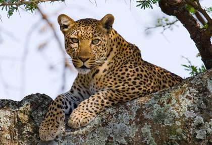 Serengeti - Tanzanie © shutterstock - Gudkov Andrey
