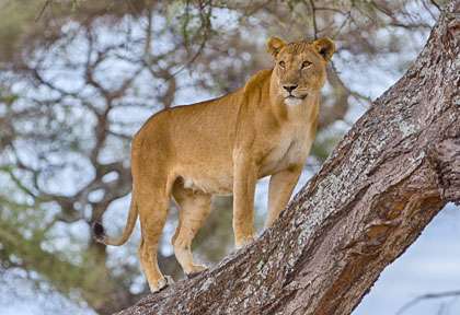 Lion à Lake Manyara © shutterstock - steve lagreca