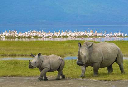 Rhinoceros noir à Ngorongoro © shutterstock - sivanadar