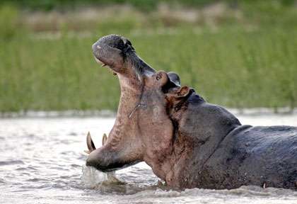 Hipopotame dans le Parc du Sélous © shutterstock - blue ice