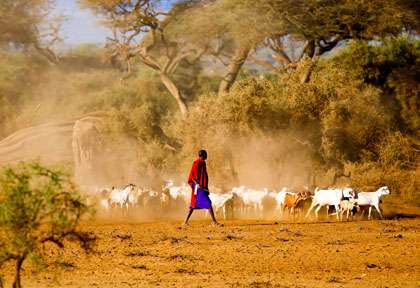Les Masai de Amboseli